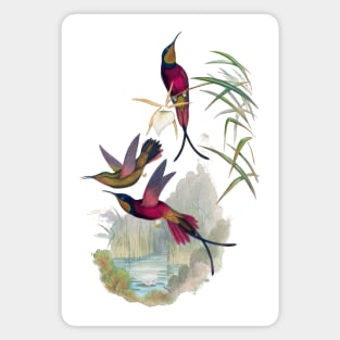 Hummingbirds Magnet